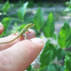 Illustration for article titled How Lizard Tails Could Help Scientists Study Human Limb Regeneration